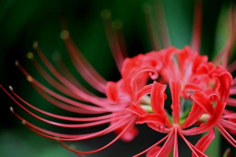 彼岸花|ヒガンバナ（彼岸花）とは？生態やその特徴について。